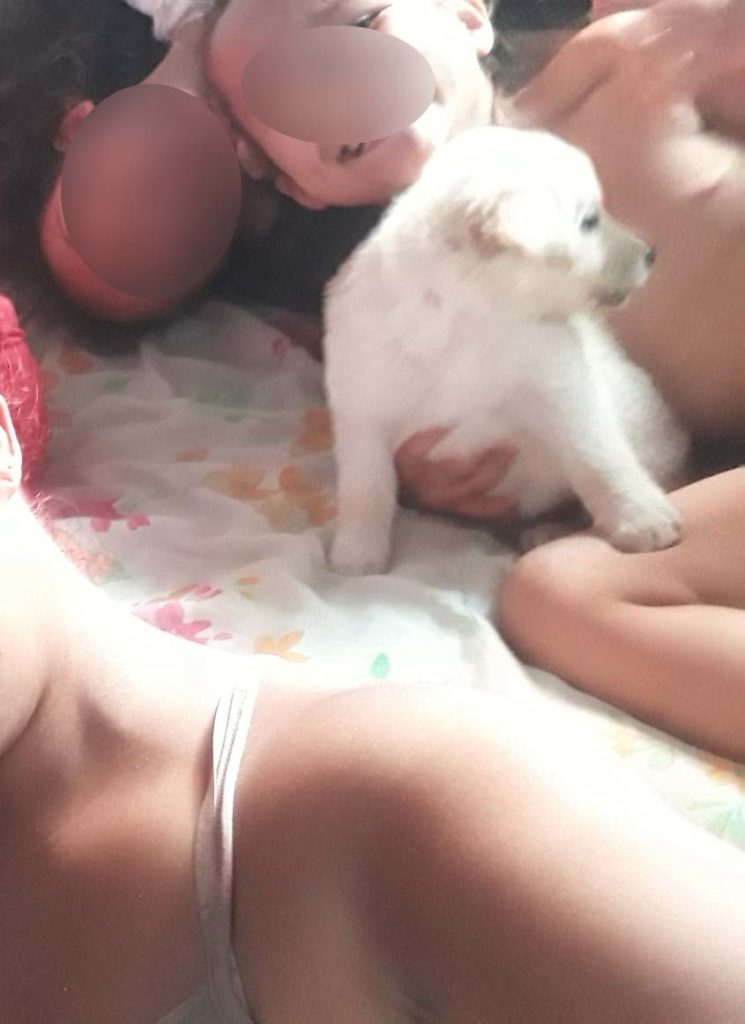 Cachorra ‘Xuxinha’ desapareceu no Morumbi