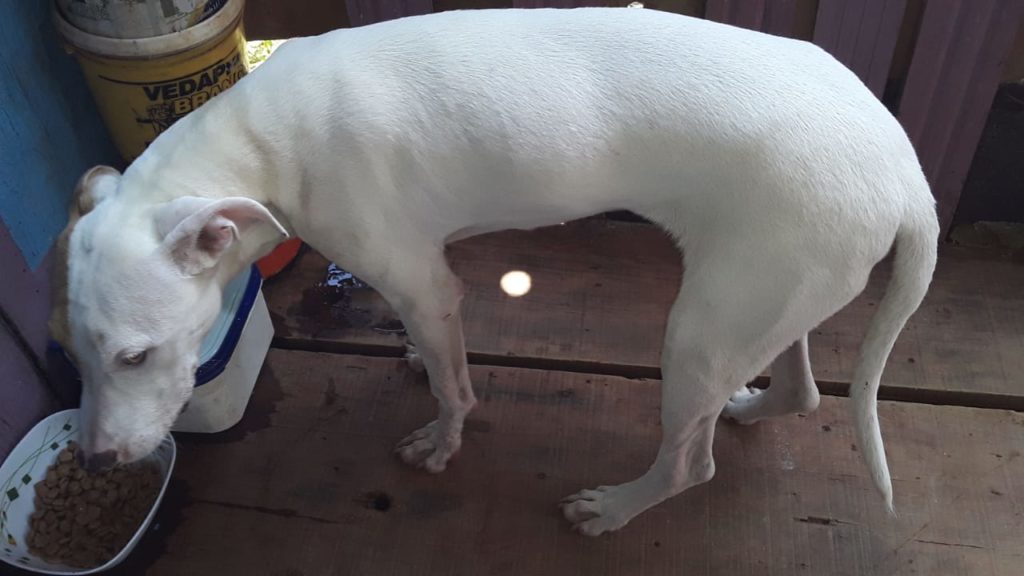 Moradora pede ajuda para tratamento de cão doente