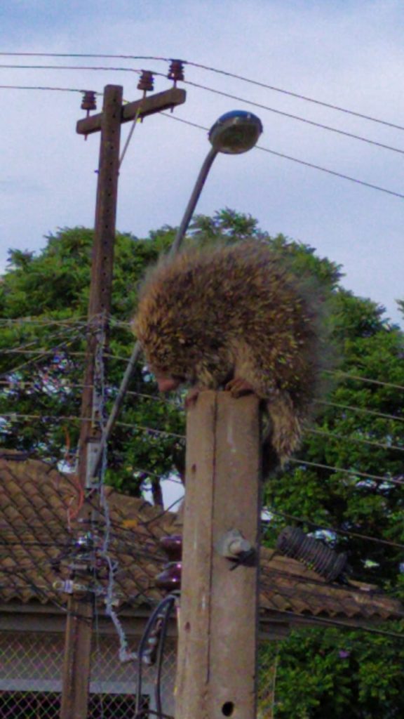 Animal está em cima de poste no Pacaembu