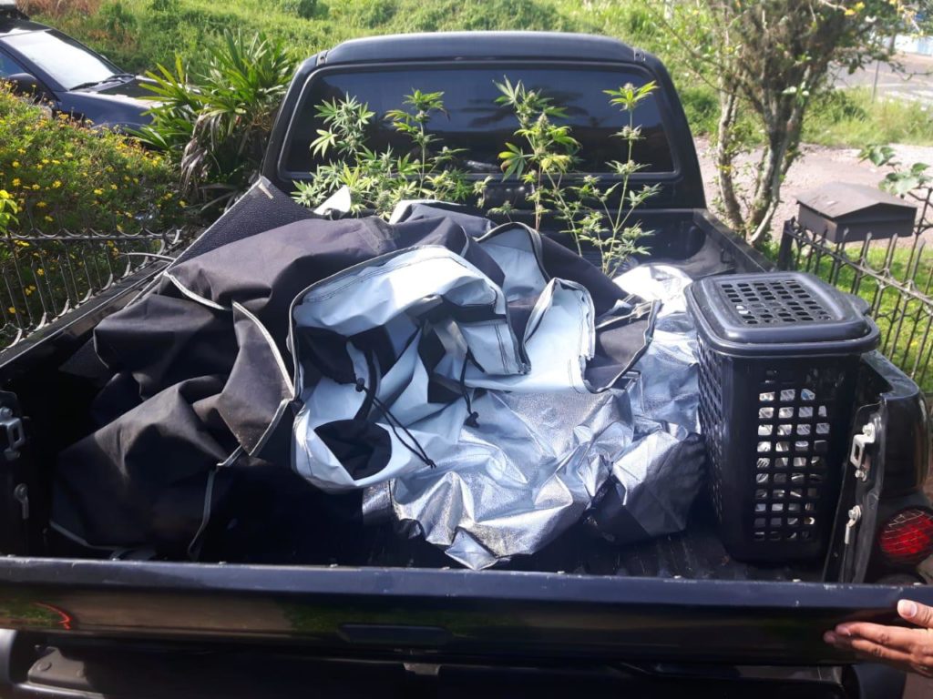 PF encontra estufa para cultivo de maconha no Rio Grande do Sul