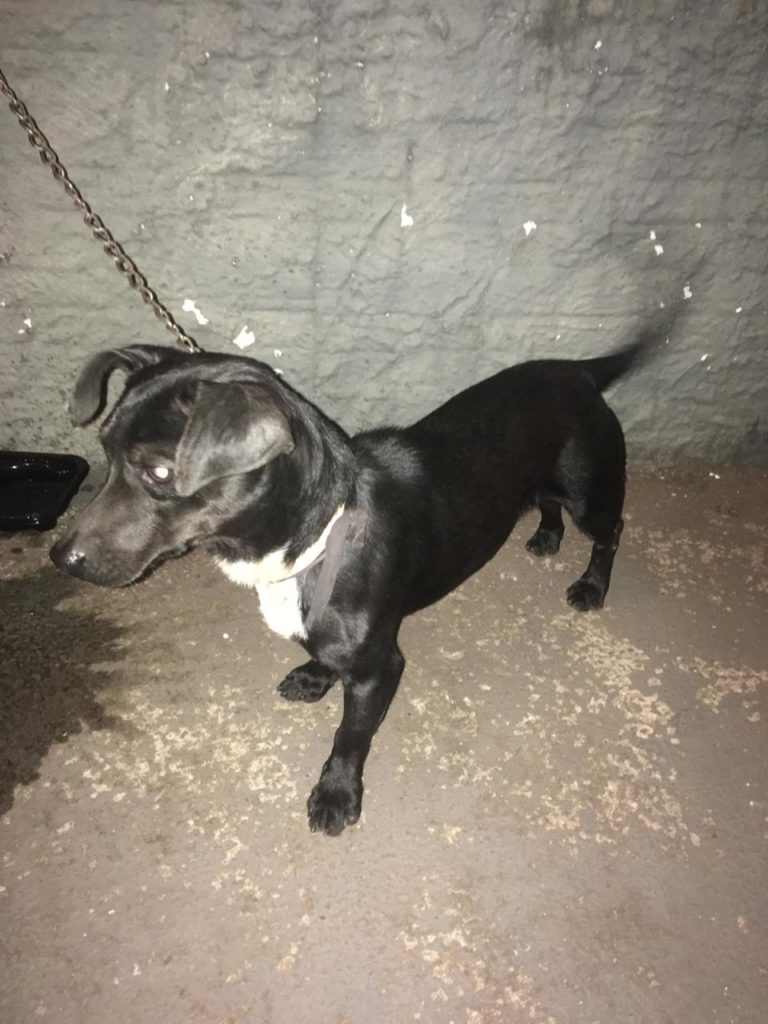 Cachorrinho foi encontrado no Bairro Parque São Paulo