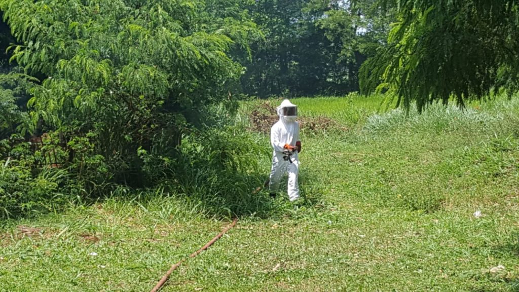 Após ataque de abelhas, bombeiros são chamados ao Interlagos