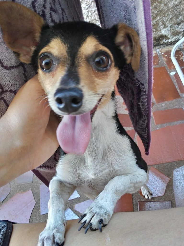 Internauta encontrou cachorrinho no centro
