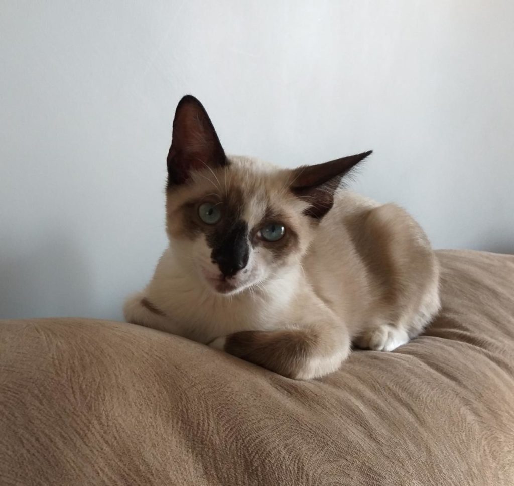 Gato Monarca desapareceu no Coqueiral