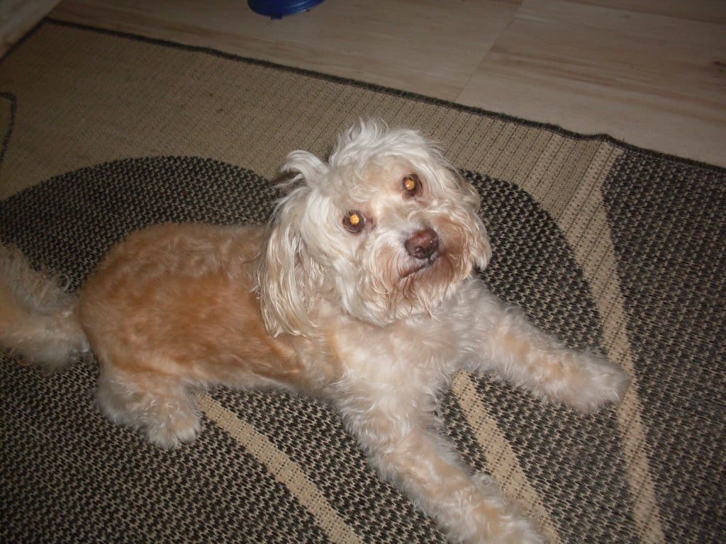 Cachorro desapareceu na região do Country