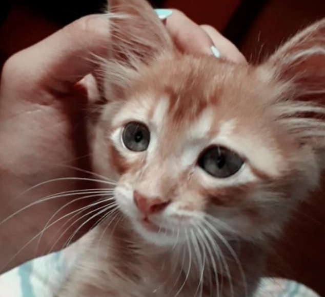 Gatinho desapareceu no Bairro XIV de Novembro Imagem referente a Gatinho desapareceu no Bairro XIV de Novembro