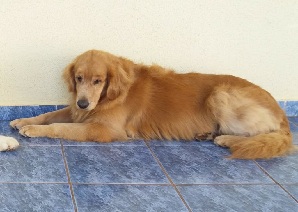 Sofia está perdida no Bairro Parque São Paulo
