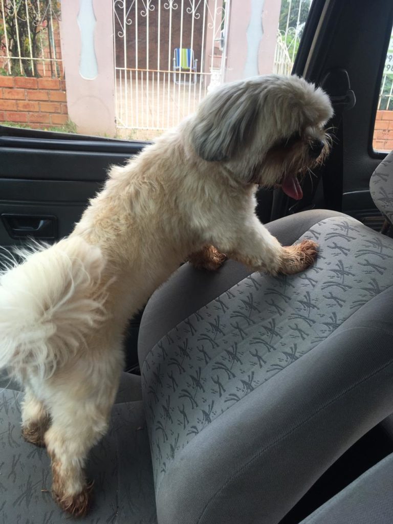 Cachorro é encontrado no Bairro Cancelli