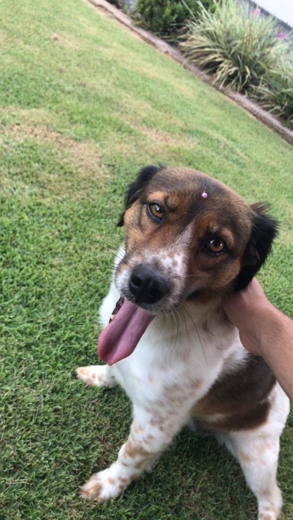 Cadelinha é encontrada na região do Country