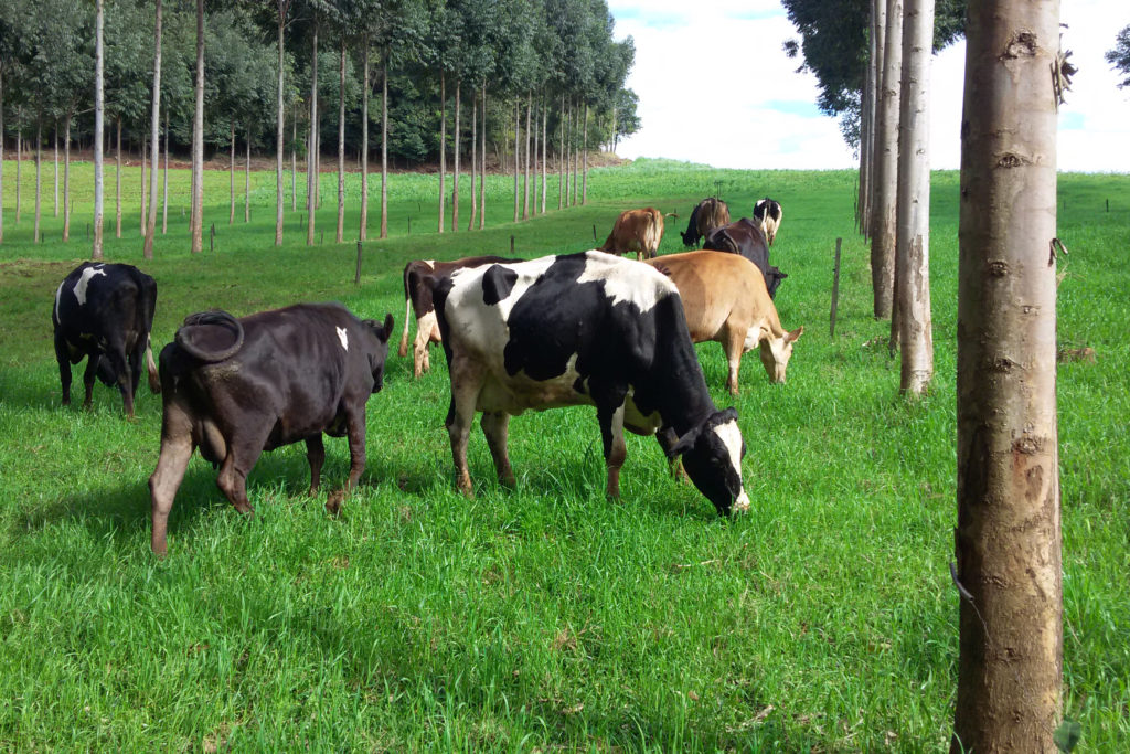 Produtos da agricultura familiar terão selo Susaf-PR em Cascavel