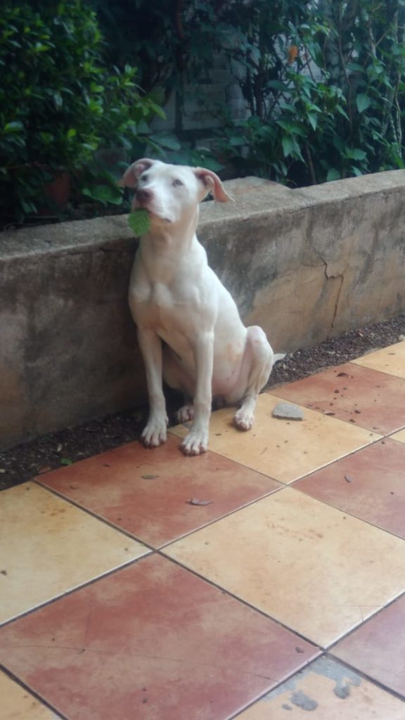 Cachorrinha ‘Glock’ desapareceu no Parque Verde
