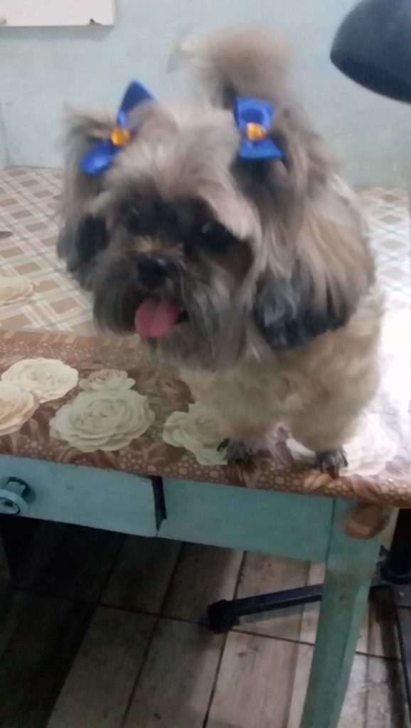 Cachorrinha Mel despareceu na região do Bairro Esmeralda