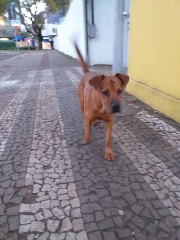 Cachorro Scooby desapareceu no Santa Felicidade