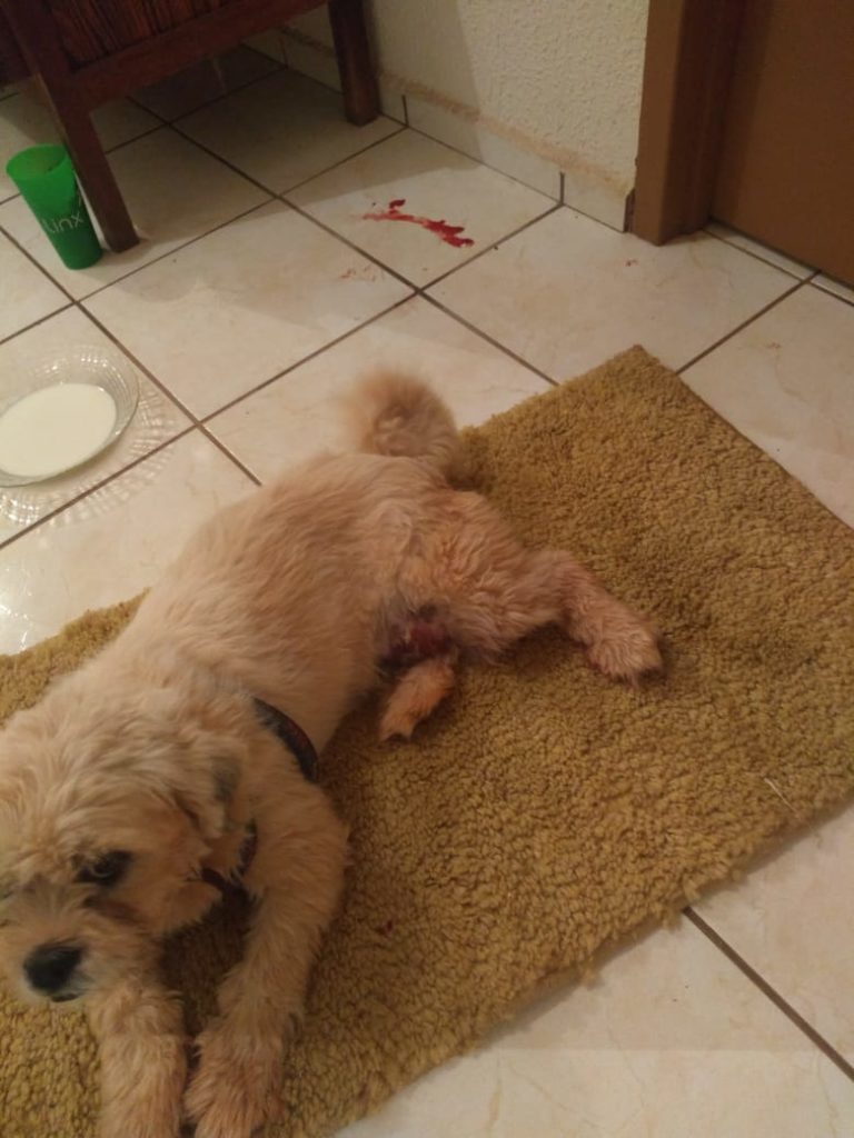 Moradora do Riviera pede ajuda para resgatar cachorro que foi atropelado por ônibus do transporte coletivo