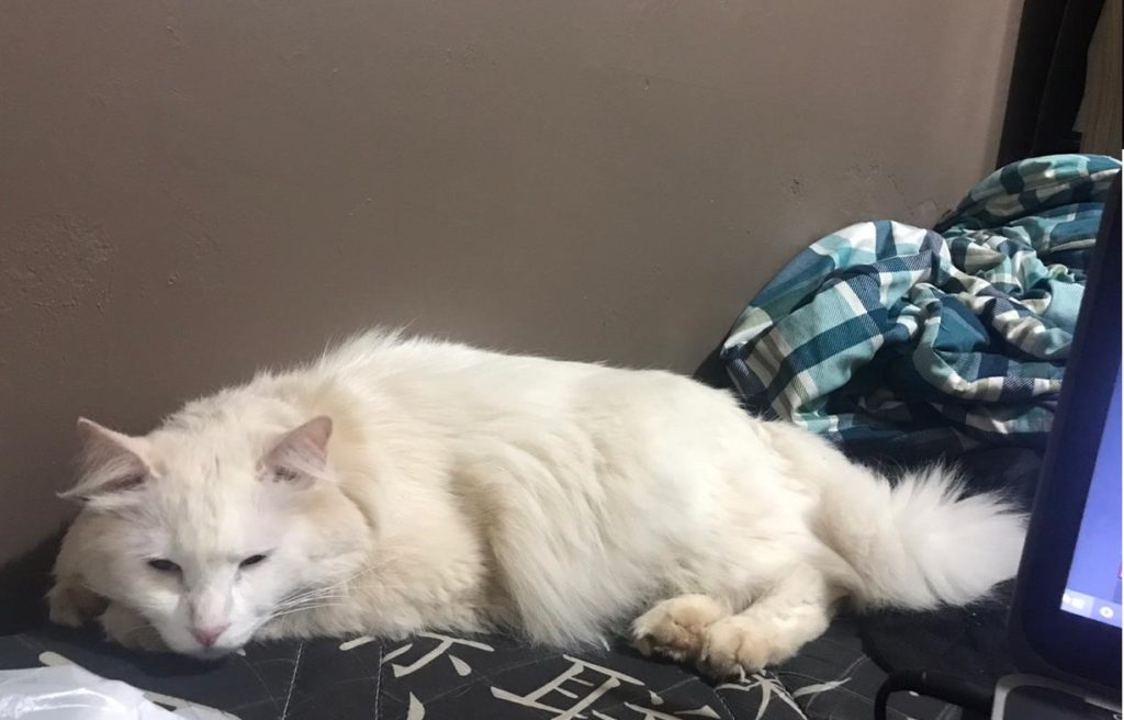 Gato desapareceu no Bairro Alto Alegre em Cascavel