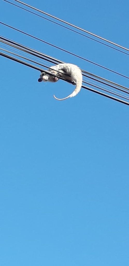 Morador relata que animal está em fiação no Esmeralda