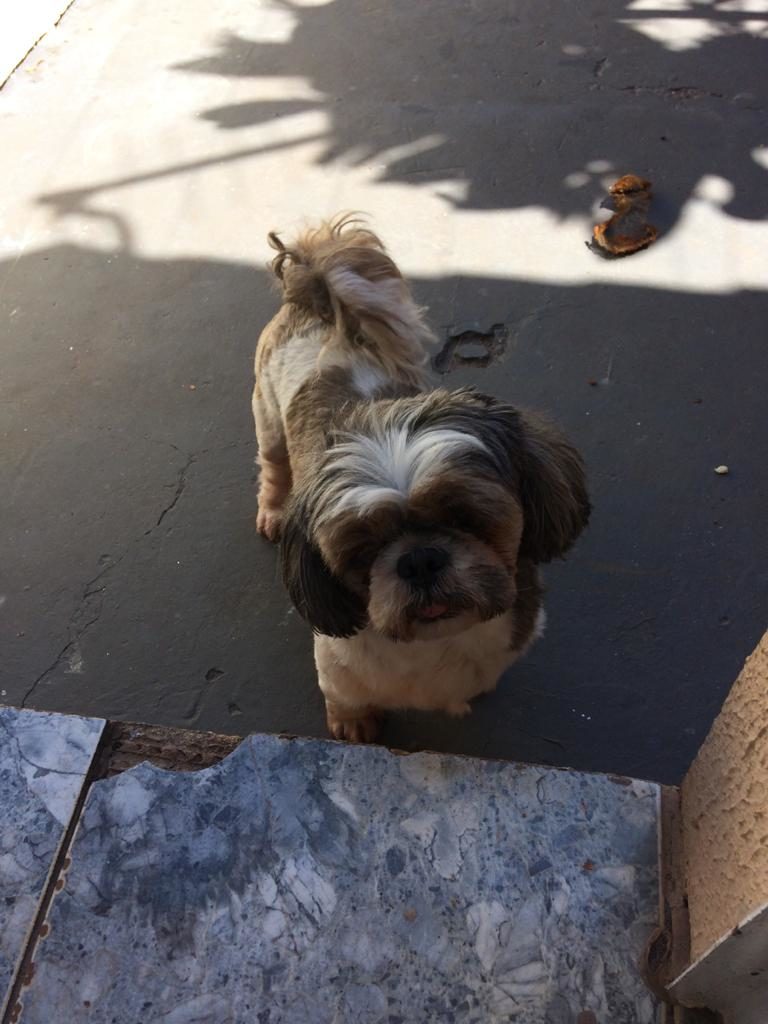 Encontrado cachorro na Rua Manoel Ribas, esquina com a Rua Santa Catarina