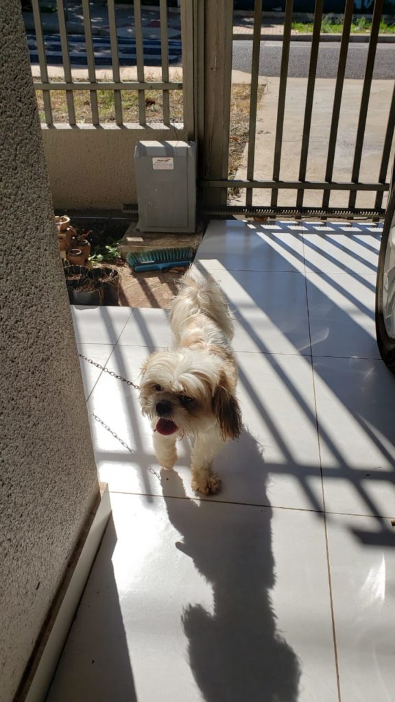 Cachorrinho é encontrado no Alto Alegre
