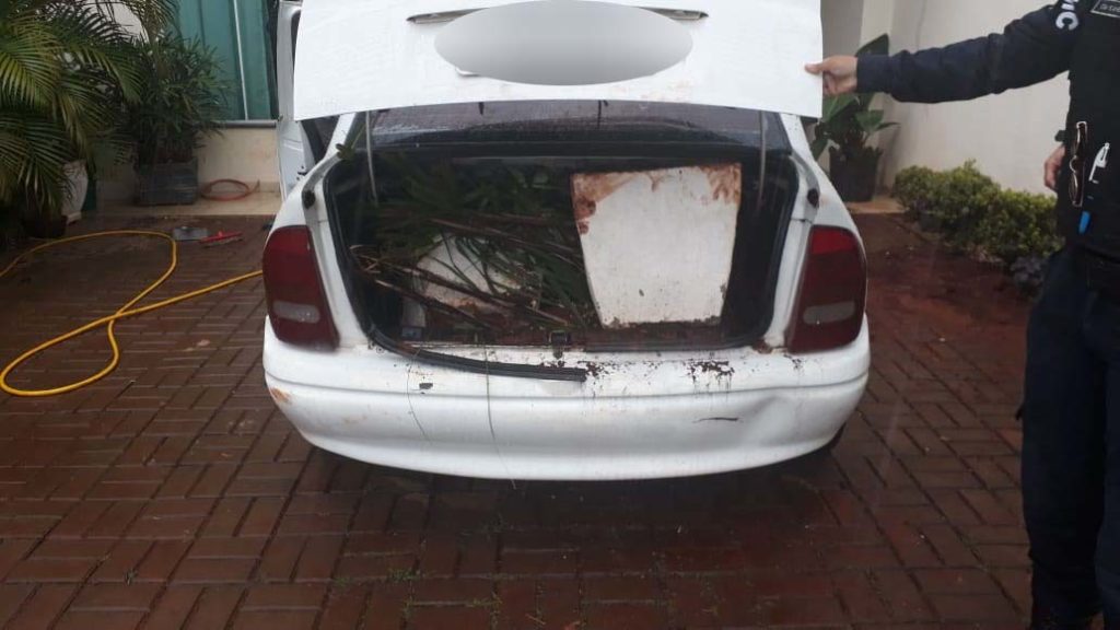Médico é detido suspeito de furtar vasos com plantas em Cascavel; ele já havia sido detido pelo mesmo crime