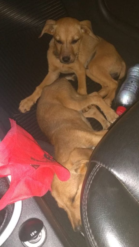 Internauta procura lar para cachorras resgatadas