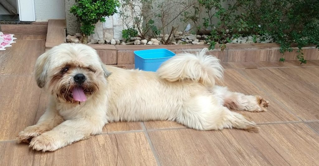 Cachorrinho é encontrado no Cancelli