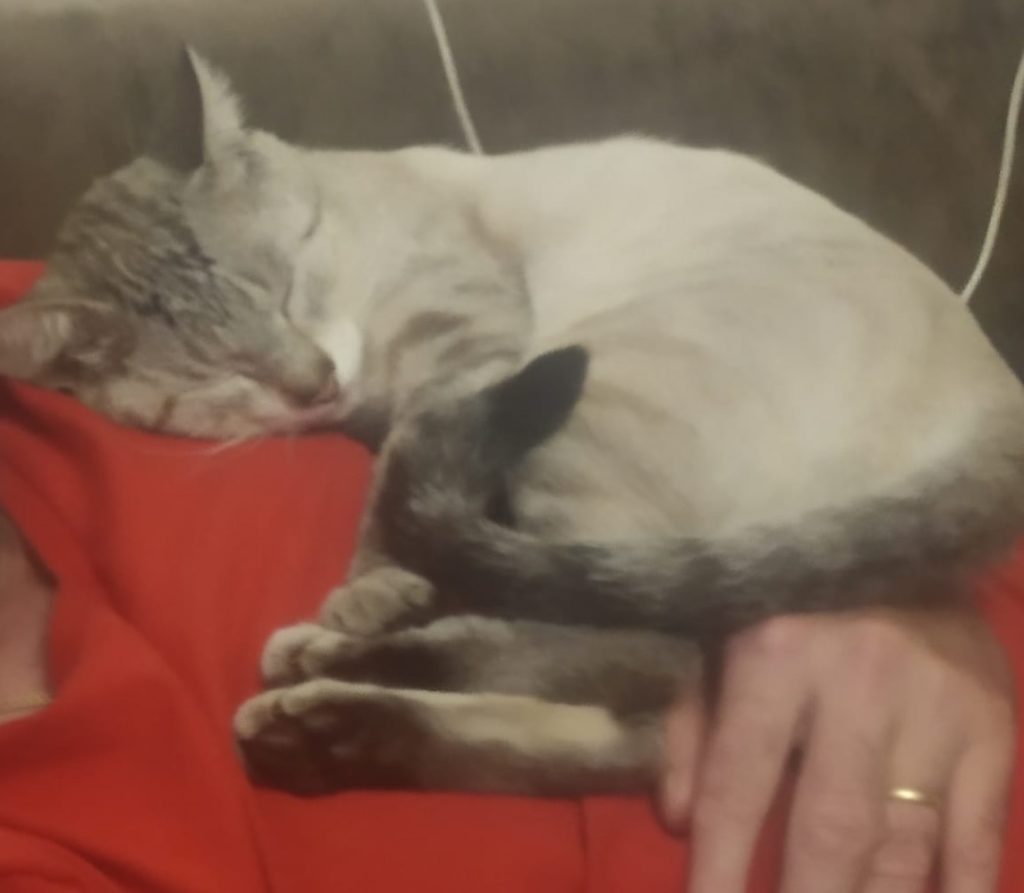 Gato de estimação está desaparecido na região do Bairro Nova York