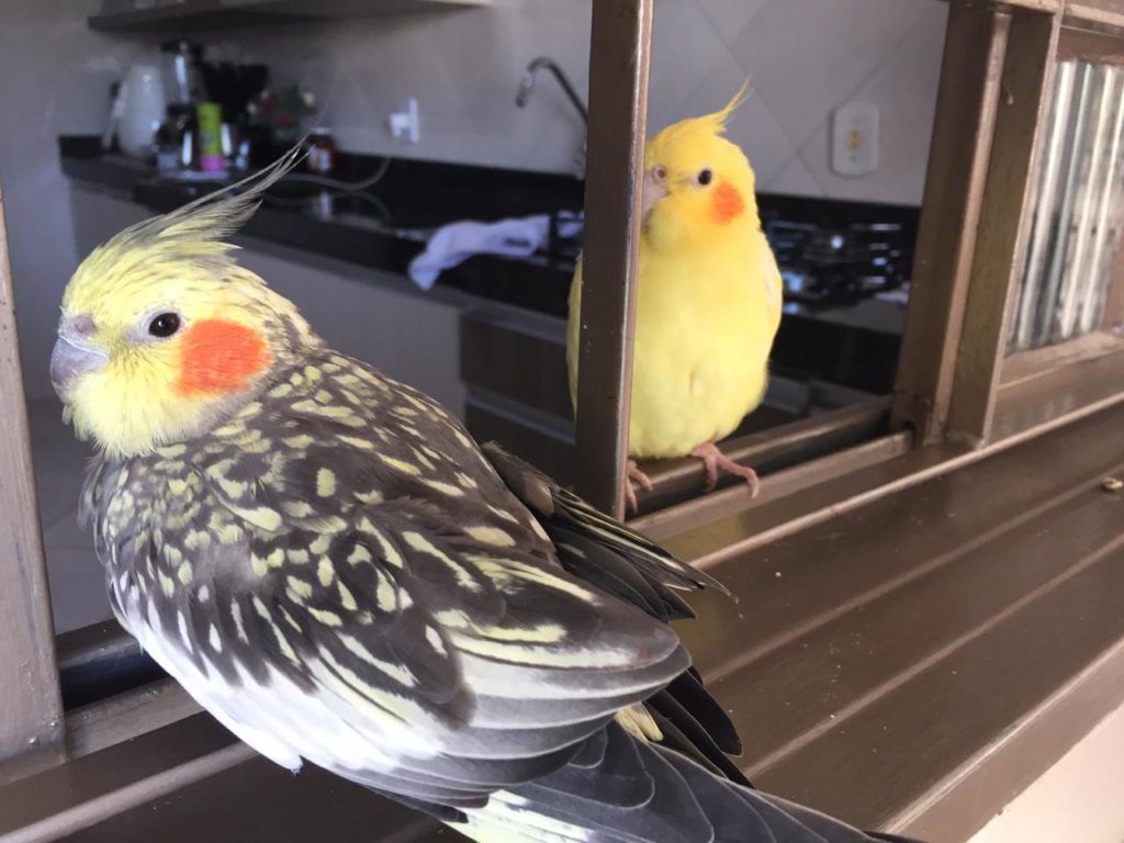 Mulher procura por calopsitas que fugiram de residência