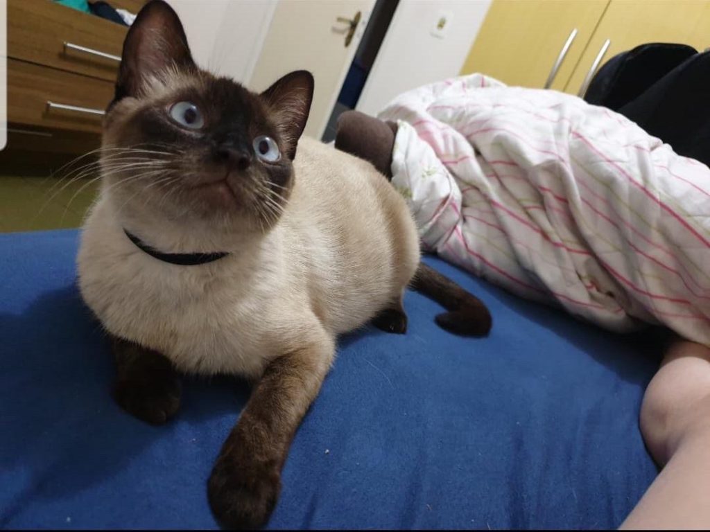 Gatinha “Mimi” desapareceu em Santa Maria