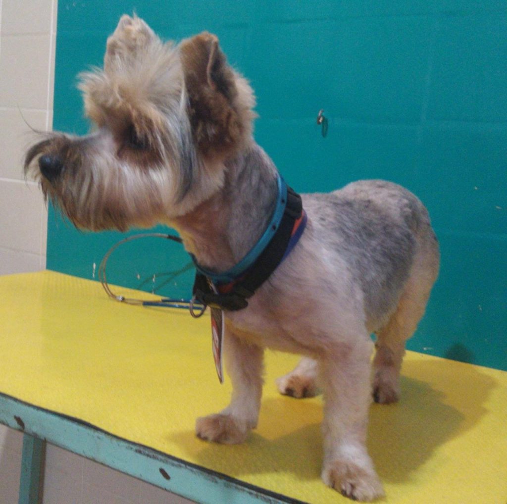 Cachorrinho é encontrado na Rua Manaus