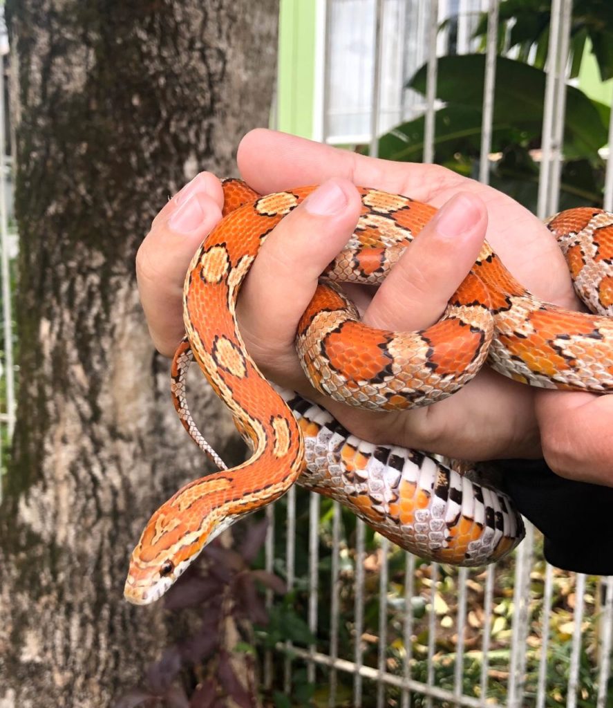 PC recupera dois animais silvestres na Cidade Industrial de Curitiba