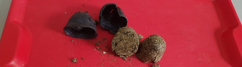 Agentes penitenciários flagram visitantes com droga e fumo em Foz do Iguaçu