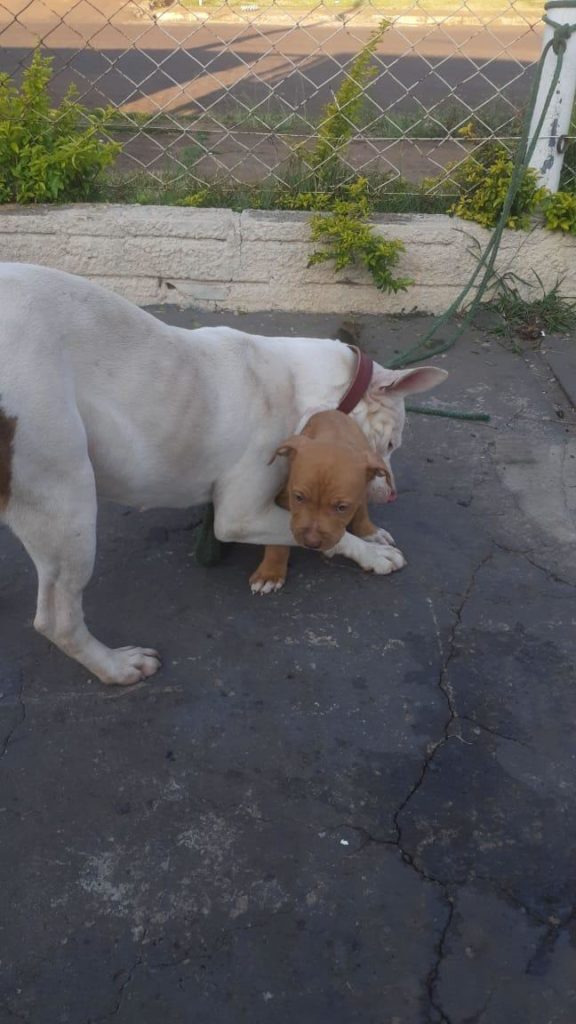 Cachorros desapareceram na região do Bairro Neva
