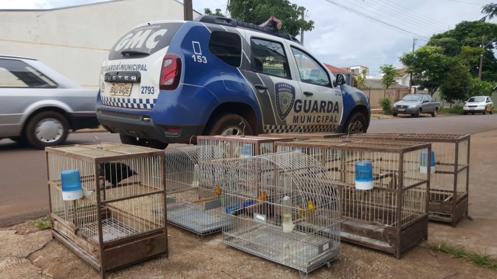 Patrulha Ambiental da Guarda Municipal apreende aves silvestres no Jd. Padovani
