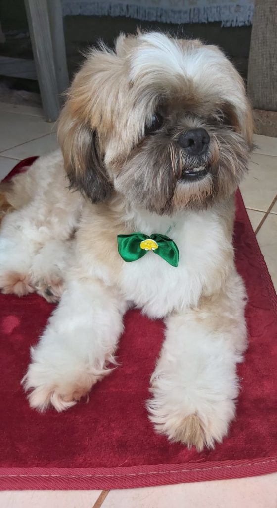 Cachorro desapareceu no Jardim Veneza