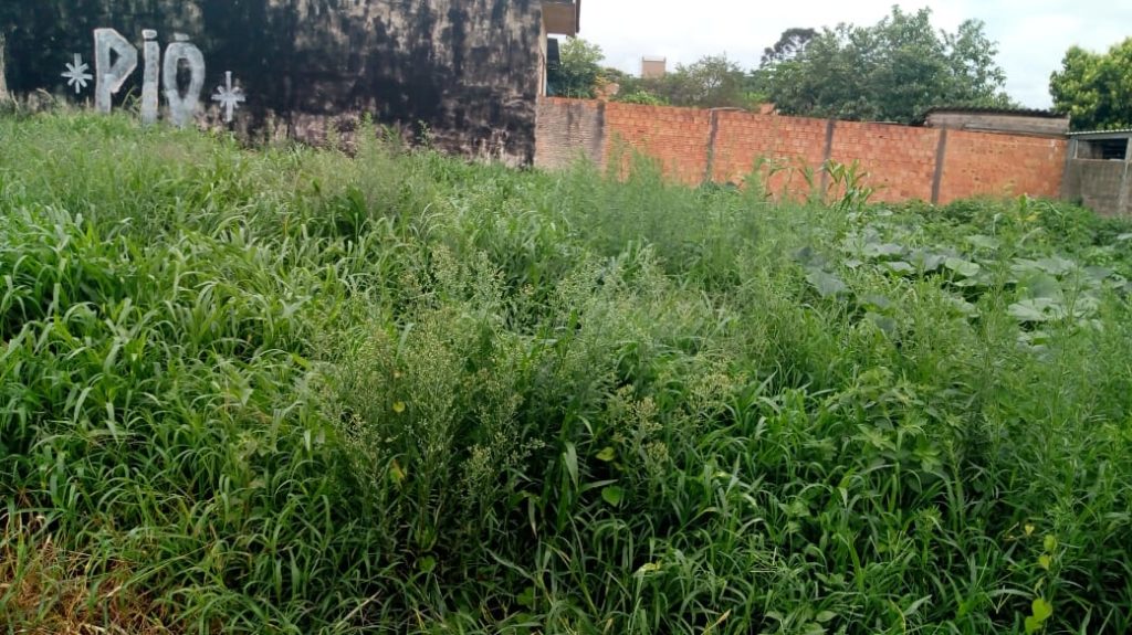 Terreno com mato alto gera reclamação no Bairro Santo Onofre