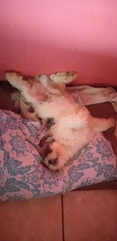 Cachorro desapareceu no Universitário