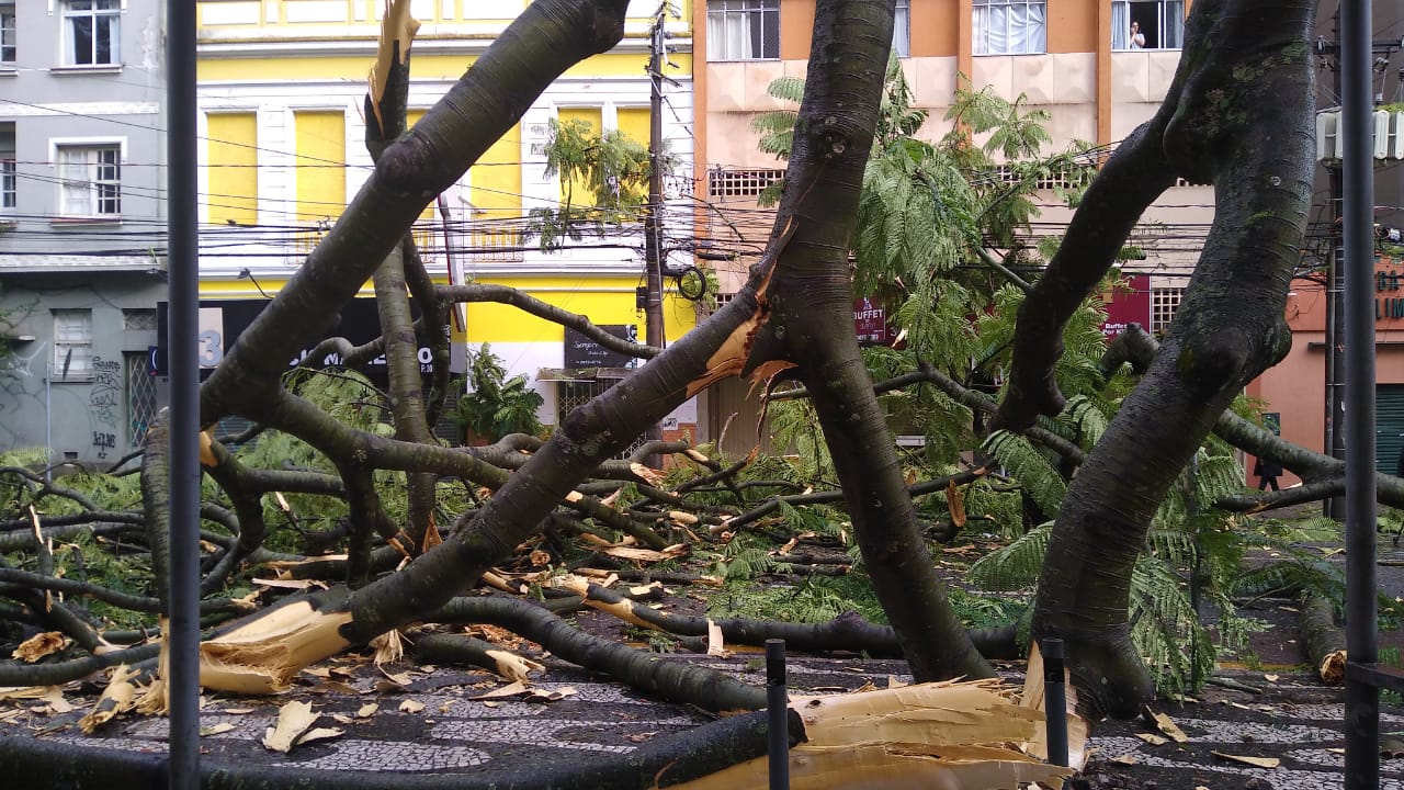 Curitiba: Árvore ‘gigante’ cai ao lado do Teatro Guaíra e deixa cenário de caos no Centro Imagem referente a Curitiba: Árvore ‘gigante’ cai ao lado do Teatro Guaíra e deixa cenário de caos no Centro