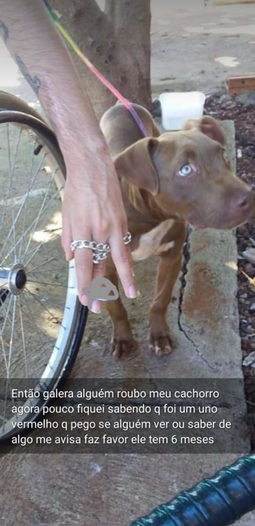Cachorro ‘Thor’ desapareceu no Interlagos