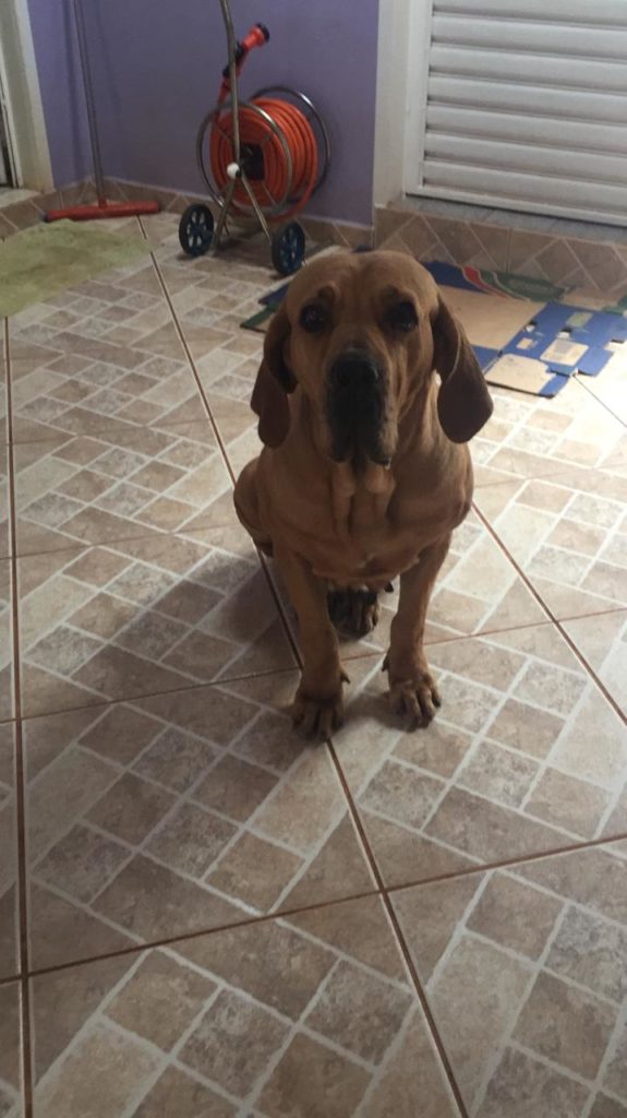 Cachorra é encontrada na Rua Sete de Setembro