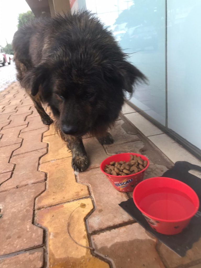 Cachorro é encontrado no Bairro Country