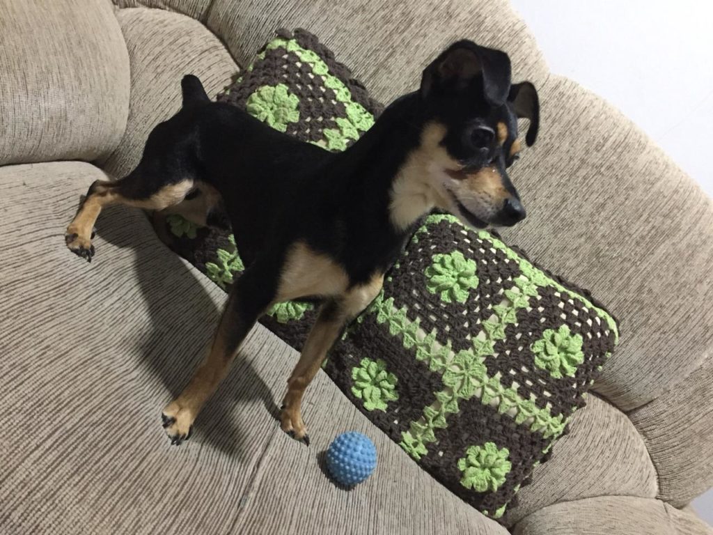 Cachorro desapareceu na região do Brasmadeira