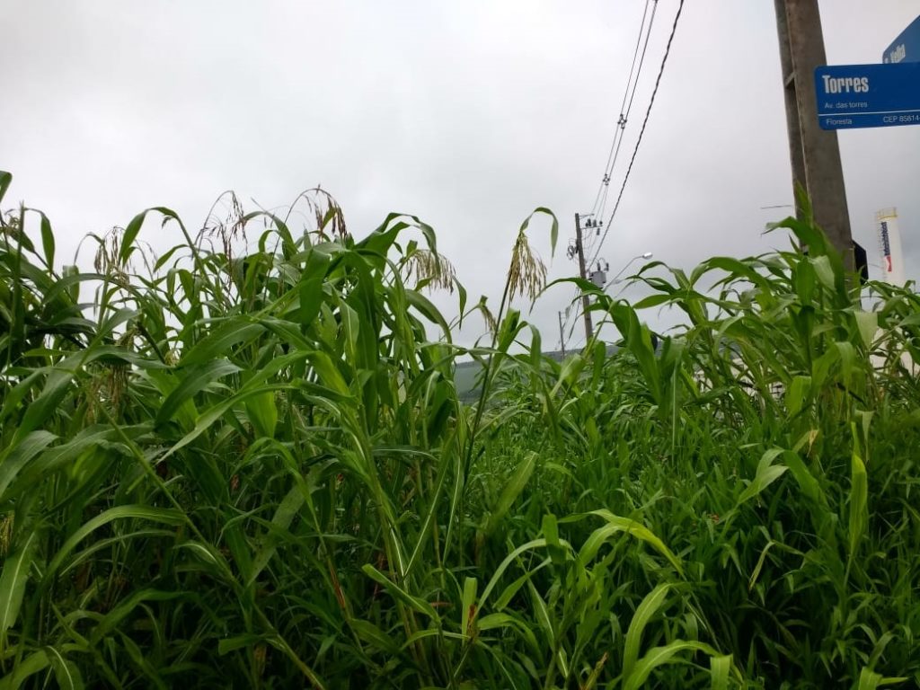Morador reclama de matagal, no Bairro Floresta
