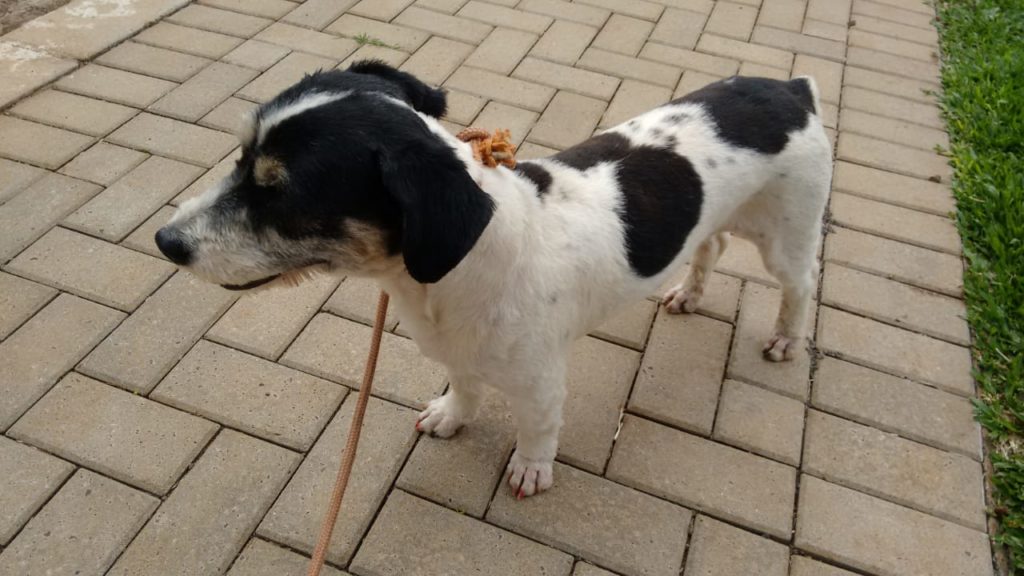 Cachorrinho encontrado no Parque São Paulo precisa de um lar