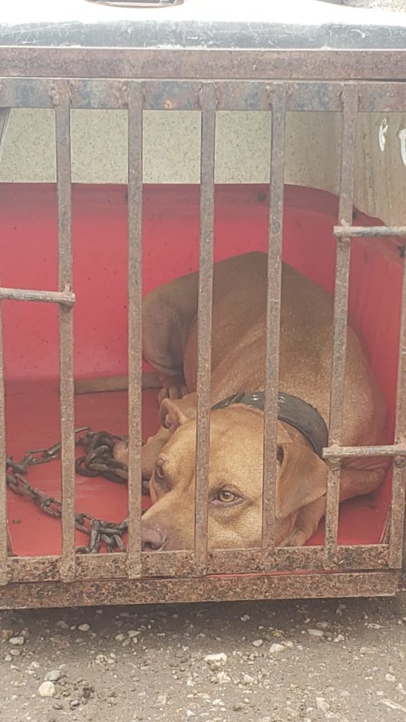 Polícia Civil resgata mais cães na casa do treinador preso em rinha