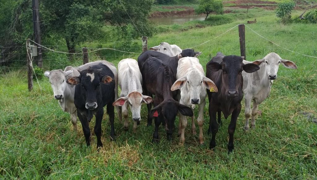 Homem é detido com nove bezerros furtados em Saudade do Iguaçu