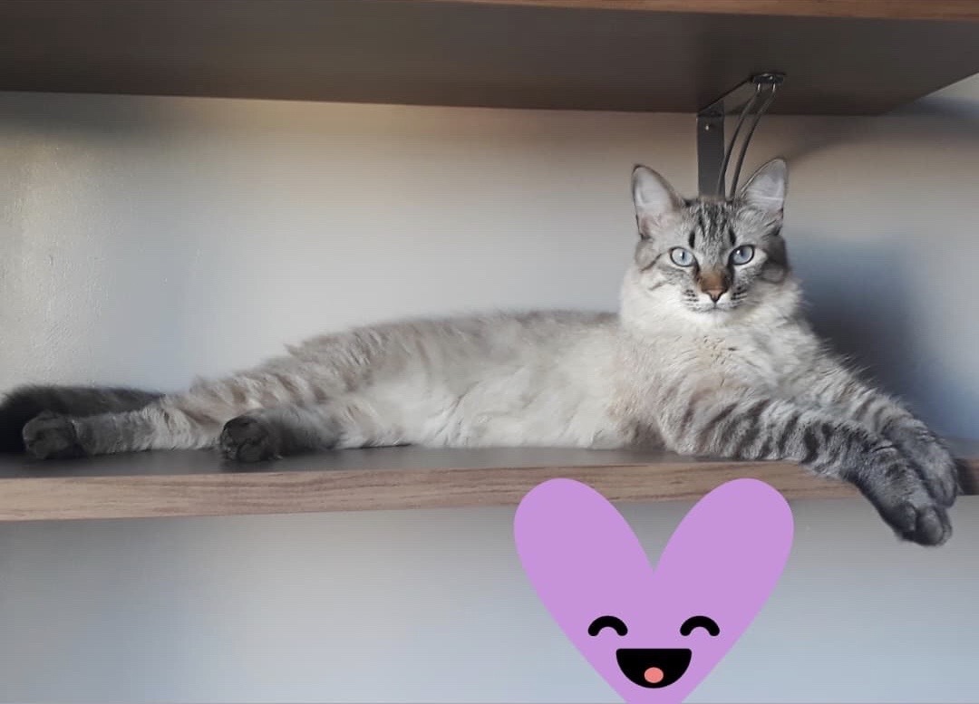 Gato “Fred” desapareceu no Bairro São Cristóvão Imagem referente a Gato “Fred” desapareceu no Bairro São Cristóvão