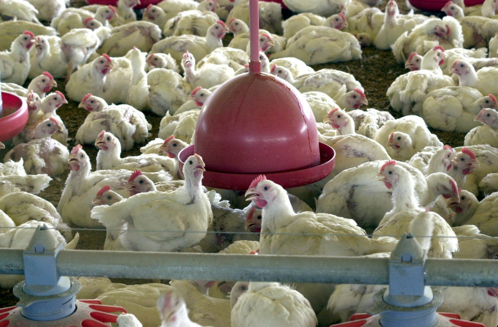 Falta de energia provoca morte de aves e agricultor processa companhia