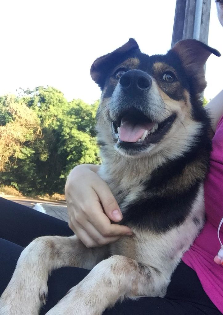 Cachorro é encontrado no Country