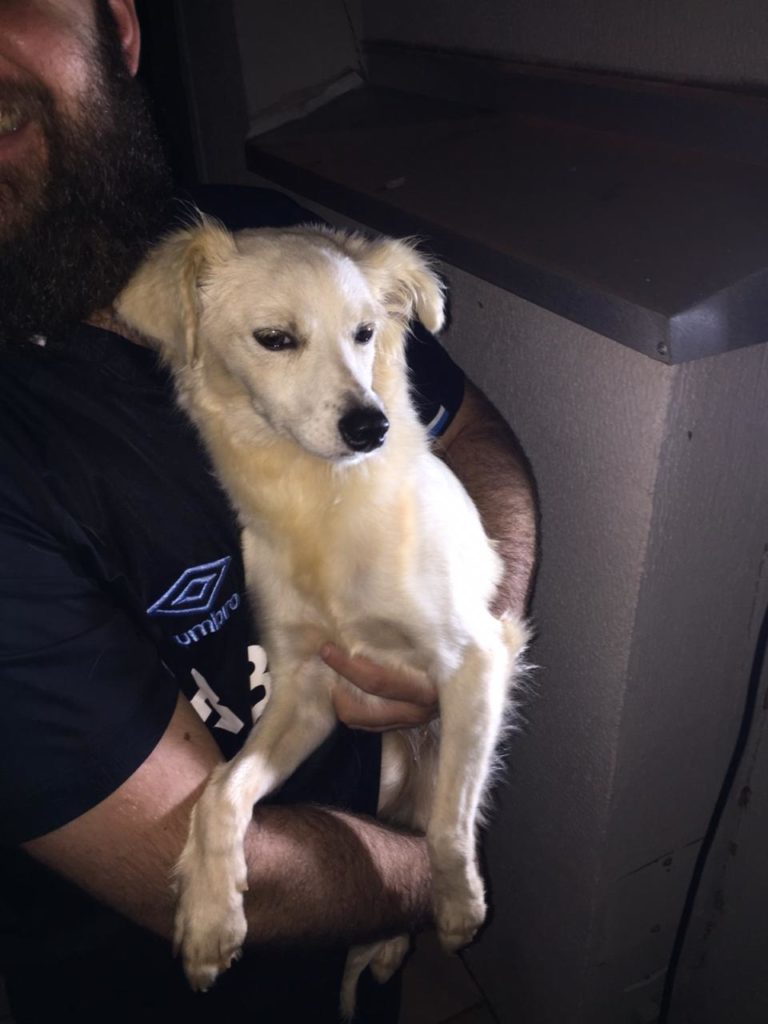 Cachorrinha é encontrada no Tropical