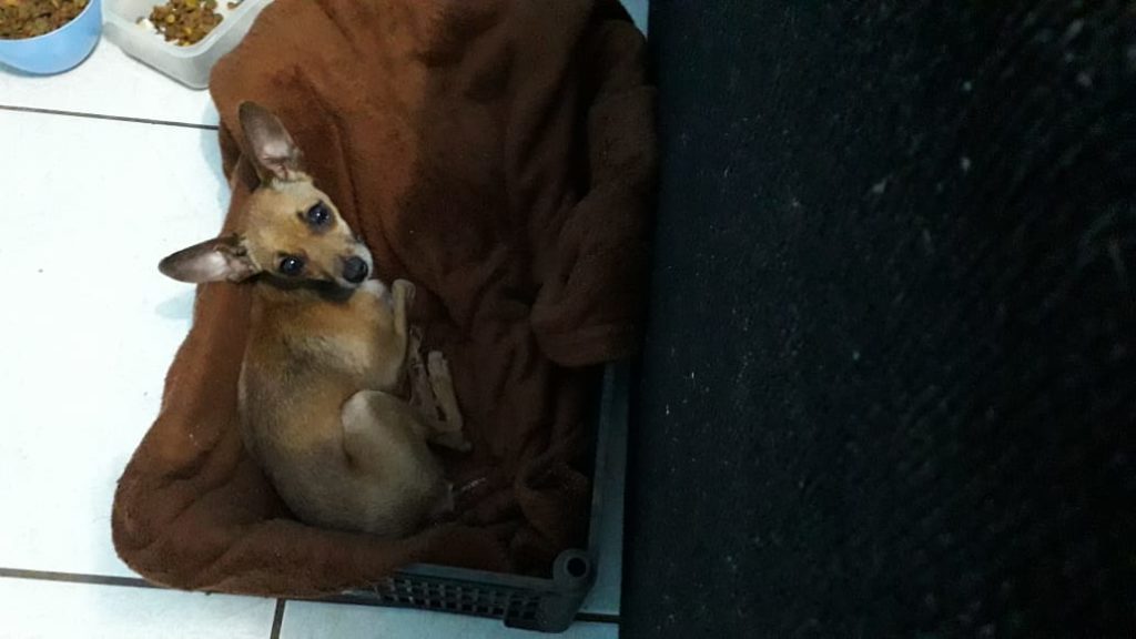 ‘Bisqui’ sumiu no Bairro XIV de Novembro